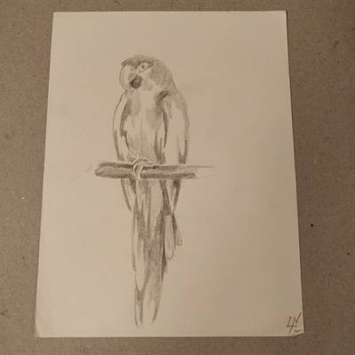 tegning blyant papegøje, ældre kunst original